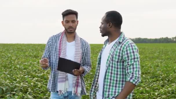 Afroamerikanische Und Indische Bauern Auf Einem Sojabohnenfeld Zwei Multiethnische Bauern — Stockvideo