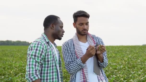 Zwei Multiethnische Bauern Arbeiten Gemeinsam Auf Einem Sojabohnenfeld — Stockvideo