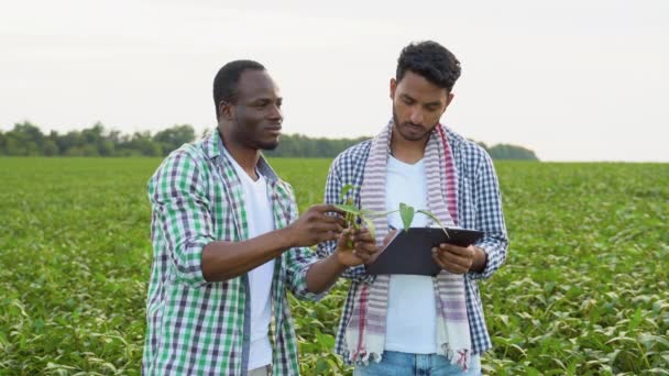 Indische Und Afrikanische Bauern Kontrollieren Sojabohnen Vor Der Ernte — Stockvideo