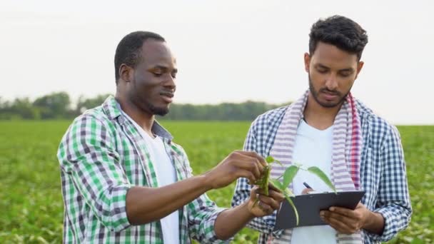 Afroamerikanische Und Indische Bauern Auf Einem Sojabohnenfeld — Stockvideo