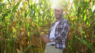 Genç beyaz çiftçi mısır tarlasında
