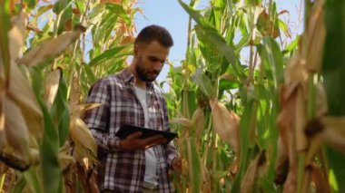 Kafkasyalı mısır çiftçisi tablet bilgisayarla mısır saplarını incelemek için diz çöktü..