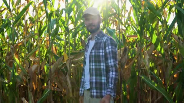 Γεωργός Στέκεται Στον Τομέα Του Καλαμποκιού Εξέταση Καλλιεργειών Κατά Δύση — Αρχείο Βίντεο