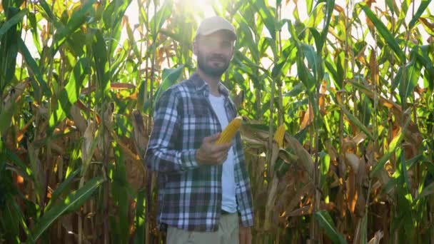 Egy Farmer Kukoricát Tart Kezében Mezőn — Stock videók