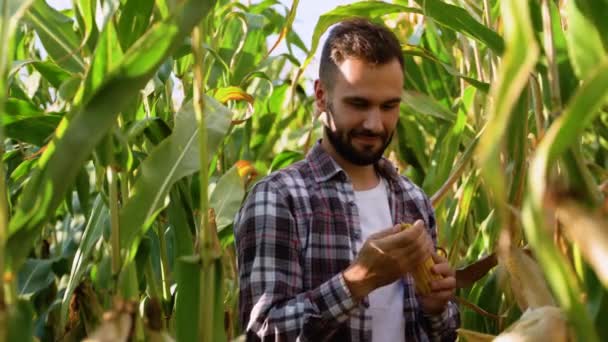 Αγρότης Γεωπόνος Στέκεται Στο Πράσινο Πεδίο Κρατώντας Καλαμπόκι Στα Χέρια — Αρχείο Βίντεο