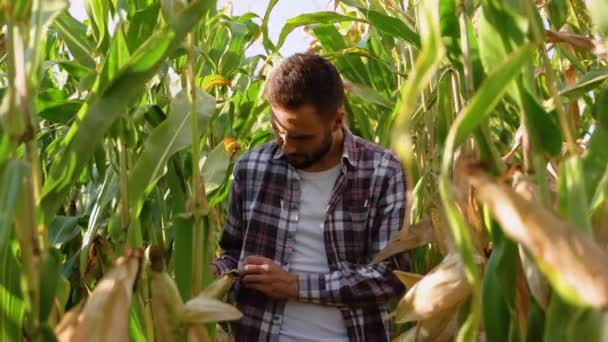 Agrônomo Agricultor Campo Milho Verde Analisando Cultura Milho — Vídeo de Stock