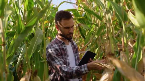 Αγρότης Εξετάζει Καλλιέργεια Χωράφι Του Καλαμποκιού — Αρχείο Βίντεο