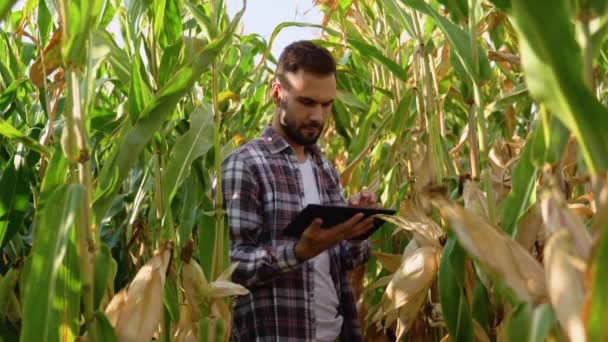 Kaukázusi Kukoricatermesztő Tablettás Számítógéppel Kukoricaszárak Vizsgálatára Térdelve — Stock videók