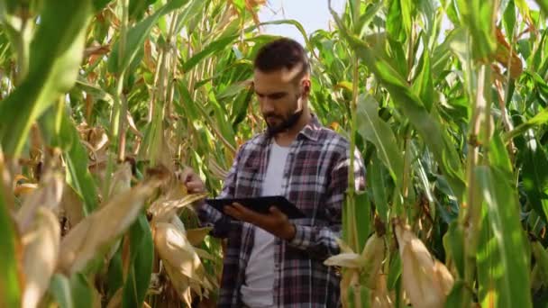 Yong Farmář Agronomista Kukuřičném Poli Zkoumá Plodiny Tabletou Před Sklizní — Stock video