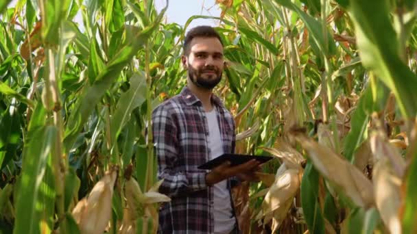 Kaukázusi Kukoricatermesztő Tablettás Számítógéppel Kukoricaszárak Vizsgálatára Térdelve — Stock videók