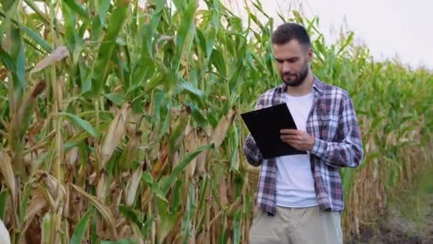 Joven Agricultor Está Examinando Campo Maíz — Vídeos de Stock