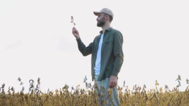 Erkek bir çiftçinin elinde tarlada soya.