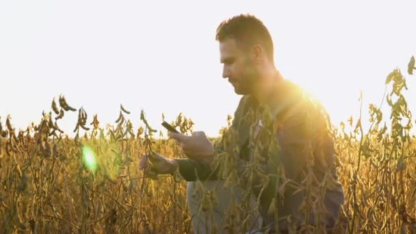 Фермер Фотографує Плантації Сої Контроль Якості — стокове відео