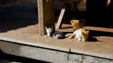 Üç küçük kedi yavrusu gökyüzünün arka planında oturur ve merakla etrafına bakar. Doğadaki favori evcil hayvanlar. kedi günü