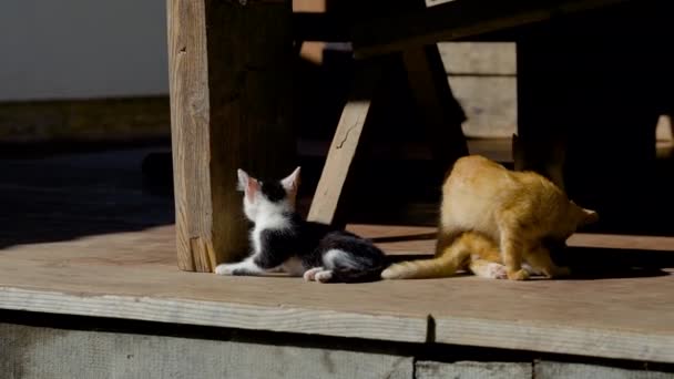 Komik Kedi Köydeki Ahşap Bir Evin Yakınında Güneşleniyor — Stok video