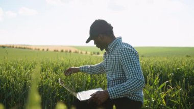 Yeşil buğday tarlasında tarlaları inceleyen Afrikalı bir çiftçi. Akıllı tarım konsepti. Tarım, iş ve kırsal konsept