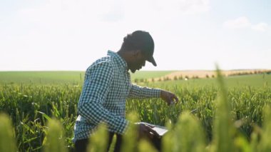 Laptoplu çiftçi, hasattan önce mahsulün özelliklerini kontrol eden yeşil buğday başakları arasında oturur. Yetişkin tahıl dikenlerine bakan bir tarım işçisi. Tarım, iş ve kırsal konsept