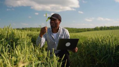 Tarladaki çiftçi yeşil buğday ekinlerini kontrol ediyor. Akıllı tarım konsepti. Tarım, iş ve kırsal konsept