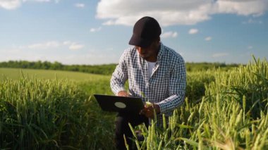 Ekinleri inceleyen çiftçi buğday yetiştirme alanında başarılı olduktan sonra. Akıllı tarım konsepti. Tarım, iş ve kırsal konsept