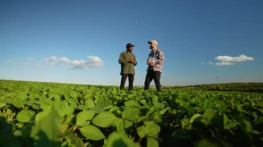 Soya tarlasında dikilen iki çiftçi hasat ve ekinleri tartışıyor. Tarım sektörü kavramı