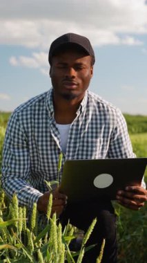 Buğday tarlasında dizüstü bilgisayarlı Afro-Amerikan çiftçi portresi. Akıllı tarım konsepti. Tarım, iş ve kırsal konsept