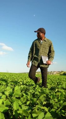 Afrikalı Amerikalı çiftçi soya fasulyesi tarlasında yürüyor. Tarım sektörü kavramı