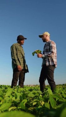 Soya tarlasında dikilen iki çiftçi hasat ve ekinleri tartışıyor. Tarım sektörü kavramı