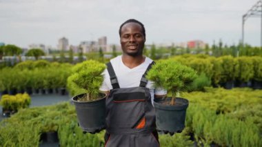 Üniformalı gülümseyen Afro-Amerikan bahçıvan saksılarda iki dekoratif ağaç tutuyor. Bitkiler, sağlıklı yeşil yapraklarını sergileyen bir bahçe merkezindeki bir müşteriye satılmaya hazırlar.