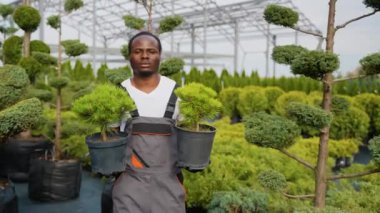Üniformalı Afro-Amerikalı bahçıvan saksılarda iki dekoratif ağaç tutuyor ve onları bir bahçe merkezindeki alıcıya teslim etmeye hazırlanıyor. Sağlıklı ağaçlar satışa hazır.