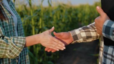 Mısır tarlasında iki çiftçinin el sıkışması, mahsulün ilerlemesini tartıştıktan sonra güven, işbirliği ve başarılı anlaşmayı sembolize ediyor.