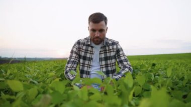 Bir çiftçi soya fasulyesi tarlasında gün batımında diz çöker, ekin sağlığını yakından inceler ve başarılı bir hasat mevsimi için en uygun büyümeyi sağlar.