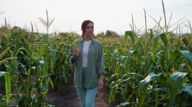 Bir kadın çiftçi mısır tarlasında elinde taze bir mısır tutarak yürüyor, sürdürülebilir tarım uygulamalarındaki günlük tarım görevlerinin bir parçası olarak ekinleri denetliyor.