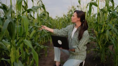 Dişi bir çiftçi elinde dizüstü bilgisayarla mısır tarlasını inceler, teknolojiyi verimli ve sürdürülebilir tarım uygulamalarına entegre eder.