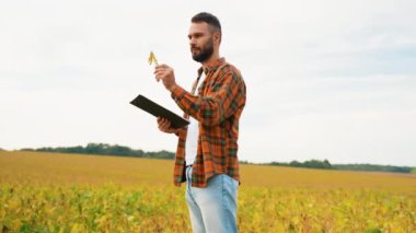 Soya fasulyesi tarlasında elinde bir kapsül ve pano olan bir çiftçi açık bir günde ekinlerin hasat için hazır olup olmadığını değerlendiriyor ve sürdürülebilir tarımı vurguluyor.