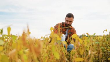 Bir çiftçi altın bir tarladaki soya fasulyelerini yakından inceler, hasat mevsimine kalite ve hazır olup olmadıklarından emin olmak için ürünleri dikkatlice kontrol eder.