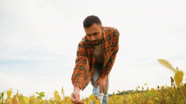 Bir çiftçi, bitkilerin büyümesini incelemek için soya fasulyesi tarlasına eğilir. Ürünlerin gelişimini dikkatlice değerlendirir ve sağlıklı ve başarılı bir hasat sağlar.
