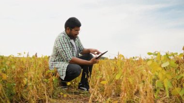 Hintli çiftçi, bitkileri incelemek ve veri kaydetmek için bir tablet kullanarak altın soya fasulyesi tarlasında çömeliyor. Bu video teknolojiyle modern çiftçiliği vurguluyor