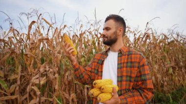 Çalışkan bir çiftçi, gelişen mısır tarlasında hasat mevsiminde taze mısır koçanları inceliyor. Modern tarım ve çiftçiliğin adanmışlığına bir bakış.