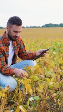 Modern bir çiftçi, ürün verilerini izlemek ve tarım faaliyetlerini planlamak için bir tablet kullanarak verimli bir soya tarlasında diz çöker.