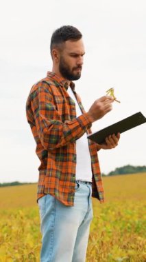 Soya fasulyesi tarlasında elinde bir kapsül ve pano olan bir çiftçi açık bir günde ekinlerin hasat için hazır olup olmadığını değerlendiriyor ve sürdürülebilir tarımı vurguluyor.