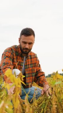 Bir çiftçi altın bir tarladaki soya fasulyelerini yakından inceler, hasat mevsimine kalite ve hazır olup olmadıklarından emin olmak için ürünleri dikkatlice kontrol eder.