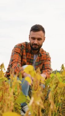 Ekose gömlekli bir çiftçi soya fasulyesi tarlasında çömelmiş, bitkileri kalite ve büyüme için yakından inceliyor, hasat için özenle ve dikkatle hazırlanıyor.