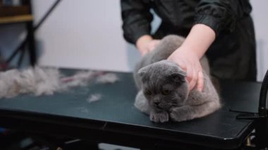 Bir tımarcı veteriner kliniğinde bakım masasında gri bir kediyle nazikçe ilgilenir. Profesyonel ortam kediler için rahat ve rahat bir ortam sağlar.