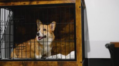 Neşeli bir Corgi veterinerlik kliniğindeki tahta bir sandıkta dinleniyor. Köpek güvende, mutlu ve rahat bir şekilde temiz bir çevrede sırasını bekliyor.