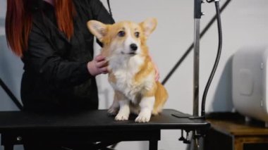 Profesyonel bir tımar işçisi, mutlu bir Corgi 'yi tımar masasında fırçalar ve seans boyunca köpeğe düzgün bir manto ve konfor sağlar.