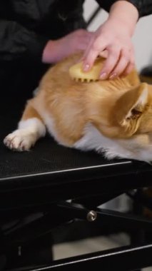 Dost canlısı bir kuaför, sakin bir köpeği nazikçe tımar masasında fırçalar, profesyonel bakım ve evcil hayvanlara ilgi gösterir.