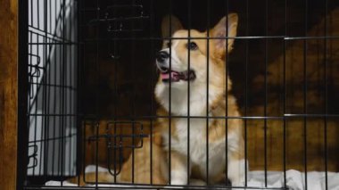 Neşeli bir köpek veteriner kliniğinde güvenli bir kasada dinleniyor. Temiz ve güvenli bir ortam, ziyaret sırasında köpeklere rahatlık ve refah sağlar.