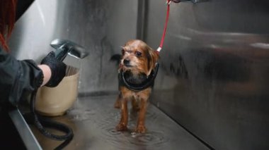 Profesyonel bir tımar ustası, bir kuaför salonunda temizlik ve rahatlık sağlamak için küçük bir köpeği dikkatli bir şekilde banyo ettirir.