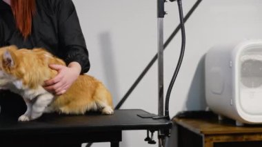 Profesyonel bir tımarcı, bir köpeği bakım masasında dikkatlice fırçalar ve seans sırasında evcil hayvana düzgün bir manto bakımı ve konfor sağlar.