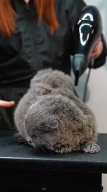 Profesyonel bir tımarcı veteriner kliniğinde gri bir kediyi tımar etmek için saç kurutma makinesi ve fırça kullanır. Kedi dikkatli ve hijyenik bakım alır.